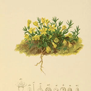 Golden Primerose (Primula vitaliana, Aretia Vitaliana, Vitaliana primuliflora