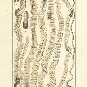 Human tapeworm, Taenia asiatica, Taenia saginata, Taenia solium