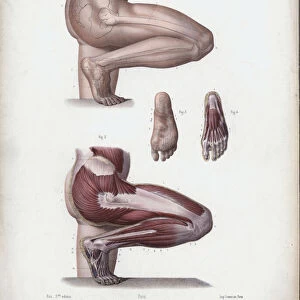 Illustration for The Anatomy of the External Forms of Man: Male leg and foot (colour litho)