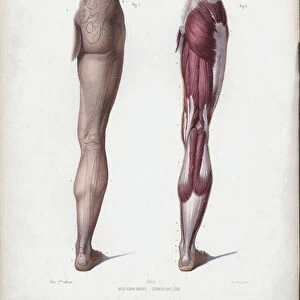 Illustration for The Anatomy of the External Forms of Man: Male leg, back view (colour litho)