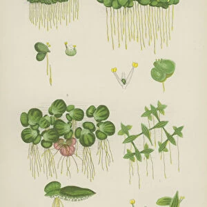 Ivy-Leaved Duckweed, Lesser Duckweed, Greater Duckweed, Gibbous Duckweed (colour litho)