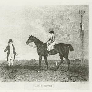 Lamplighter, foaled 1823 (b / w photo)