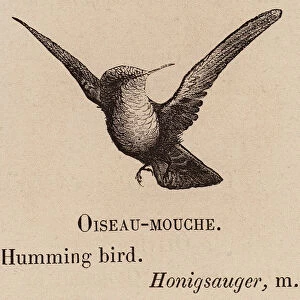 Le Vocabulaire Illustre: Oiseau-mouche; Humming bird; Honigsauger (engraving)