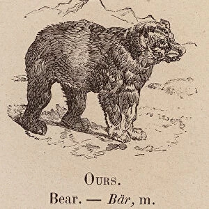 Le Vocabulaire Illustre: Ours; Bear; Bar (engraving)
