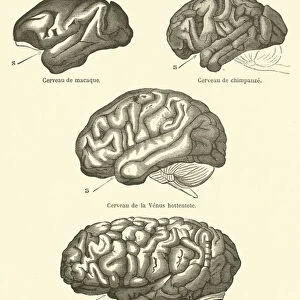 Les circonvolutions du cerveau et l intelligence (engraving)