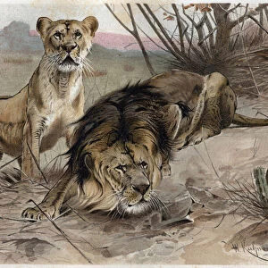 The lion (Panthera leo) - engraving from "Brehms Life of Animals"