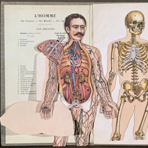 Man, his Organs, his Muscles and his Skeleton, from Anatomie Elementaire by Dr