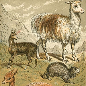 Musk Deer, Llama, Vicunia and Sooty Paca