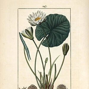 Nenuphar blanc - White water lily, Nymphaea alba, with leaf, flower, seedpod and seeds. Handcoloured stipple copperplate engraving by Lambert Junior from a drawing by Pierre Jean-Francois Turpin from Chaumeton