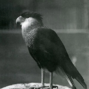 A Northern Crested Caracara at London Zoo, pre 1930 (b / w photo)
