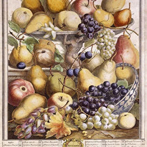 November 1732, showing seasonal apples, pears, grapes etc, 1732 (hand-coloured engraving)