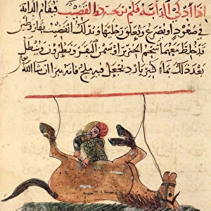 Operation on a horse, illustration from the Book of Farriery by Ahmed ibn