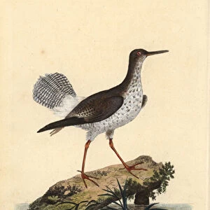 Red shank, Tringa totanus. Handcoloured copperplate drawn and engraved by Edward Donovan from his own "Natural History of British Birds, "London, 1794-1819