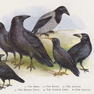 The Rook, The Raven, The Jackdaw, The Hooded Crow, The Carrion Crow, The Chough (chromolitho)