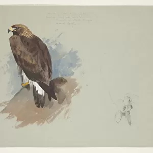 Sea eagle and pencil sketch of rabbit, c. 1915 (w / c & bodycolour over pencil on paper)