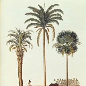 Species of Argentinian Palm Tree, illustration from Voyage dans l