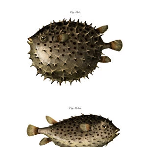 Spotfin Burrfish (colour litho)