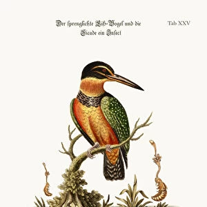 The Spotted Kingfisher, 1749-73 (coloured engraving)