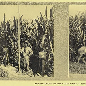 Sugar cane cultivation in Peru (b / w photo)