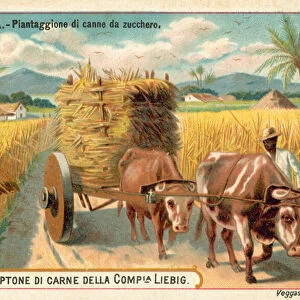 Sugar cane plantation, Cuba (chromolitho)