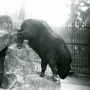 A Takin, also known as a Cattle chamois or Gnu goat, climbing down from rocks, London Zoo