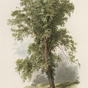 Trees: The Elm (colour litho)