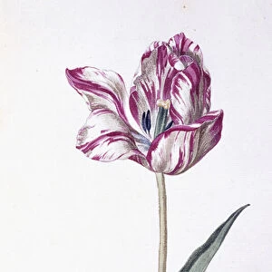 Tulip and bee, 18th century (watercolour drawing)