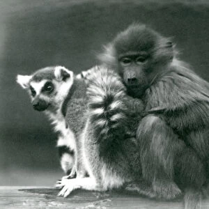 A young Baboon cuddles up to a Ring-tailed Lemur on a beam, London Zoo, 1925 (b / w photo)