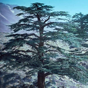 Cedar grove Cedars Lebanon Two tall giants 1950