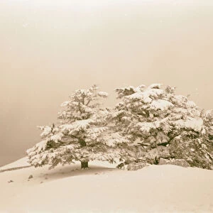 Cedars Fog scene snowbound cedar grove 1946 Lebanon