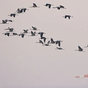 Common Cranes in flight, Grus grus, Belgium