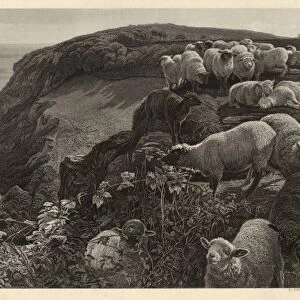 Drawings Prints, Print, Hill Side, Strayed Sheep, Artist, Engraver, William Holman Hunt