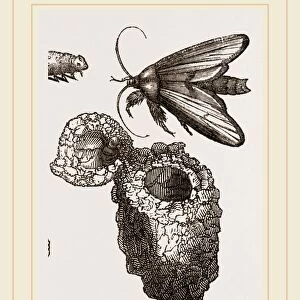 Earth-mason Moth and Nests