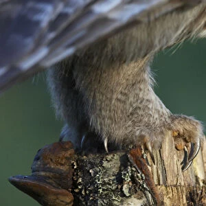 Great Grey Owl legs close-up, Strix nebulosa