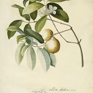 Guava Georg Dionysius Ehret German 1708 1770