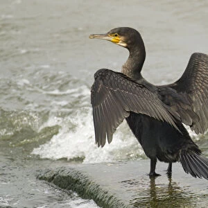 Phalacrocorax carbo, Immature Great Cormorant spreading its wings, Netherlands