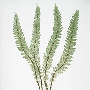 Polystichum Lonchitis. The Alpine shield fern, or Holly fern, Bradbury, Henry Riley