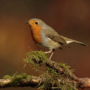 robin sitting on branch in the autumn sun, Netherlands
