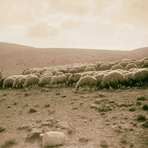 Shepherd going flock 1898 Middle East Israel