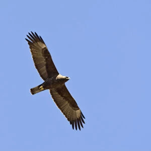 Wahlberg's Eagle, Hieraaetus wahlbergi, South Africa