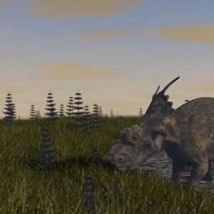 Achelousaurus grazing in swamp