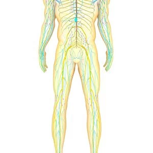 Anatomy of human nervous system and lymphatic system