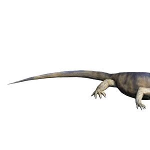 Archaeothyris is a synapsid from the Late Carboniferous Period of Canada