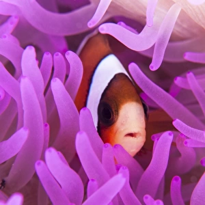 A Clarks anemonefish snuggles amongst its hosts tentacles