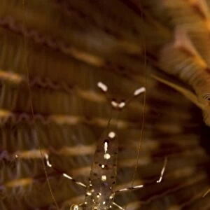 Cleaner shrimp on christmas tree worm, Sulawesi, Indonesia