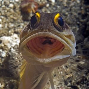 Gold-speck jawfish mouth wide open, North Sulawesi, Indonesia