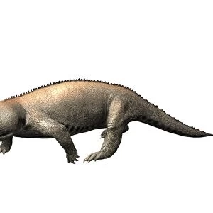 Hyperodapedon is a rhynchosaur from the Late Triassic