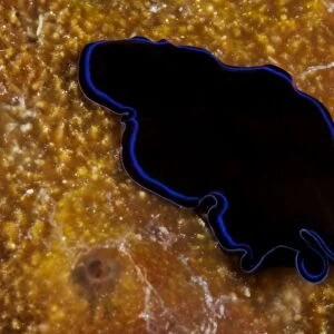 A large Sapphire flatworm on coral, Fiji