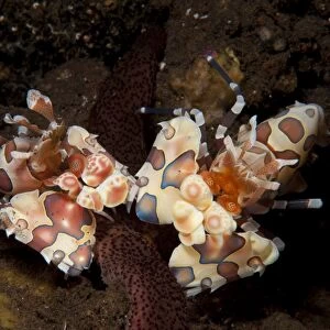 A pair of Harlequin shrimp with one feeding off a starfish, Bali
