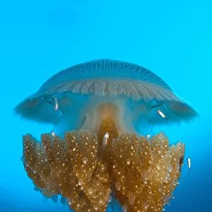 Rhizostome Jellyfish, Tulamben, Bali, Indonesia